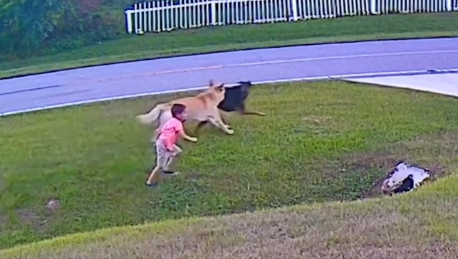 Tank goes from playing to protecting in nanoseconds, a real hero dog