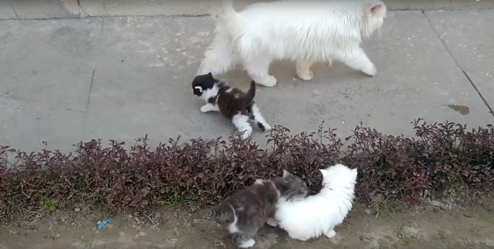 Mother cat walking her adorable kittens