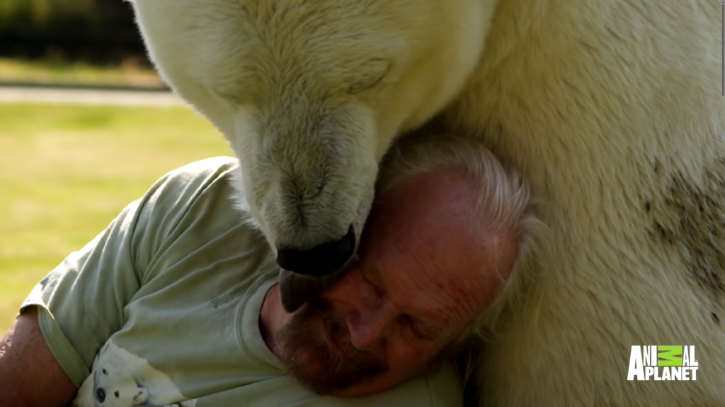 Agee cuddles and purrs with Mark like no other polar bear in the world