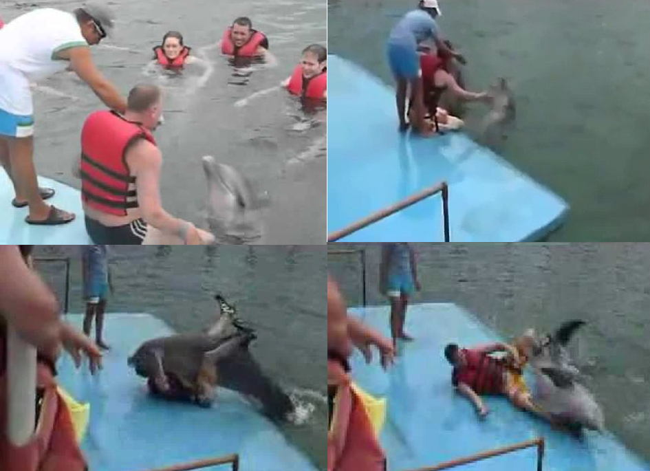 Dolphin humps this man and runs away