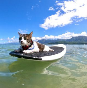 cat loves surfing