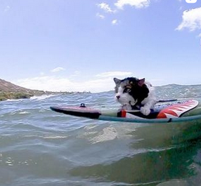 cat loves surfing 2