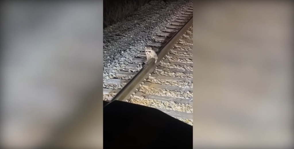 Raccoon frozen genitals to train tracks 