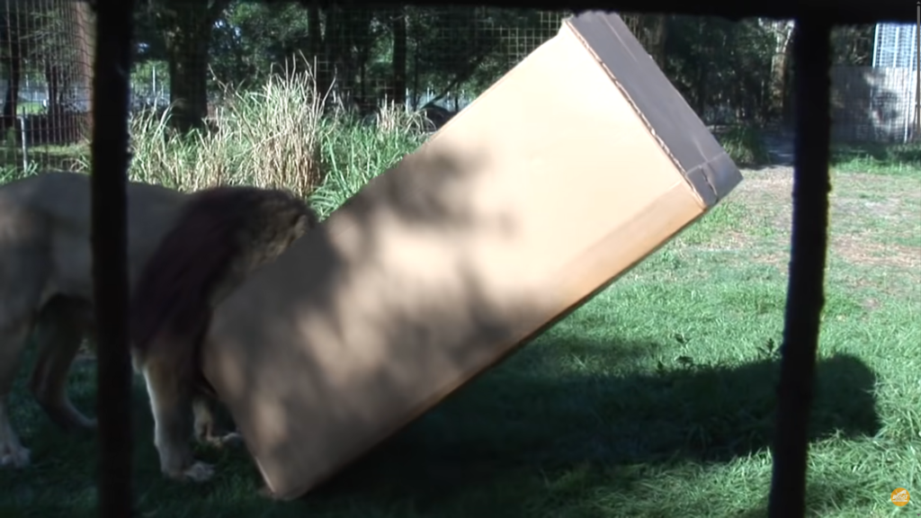 This big wild cat (also known as a LION) certainly loves himself cardboard boxes 