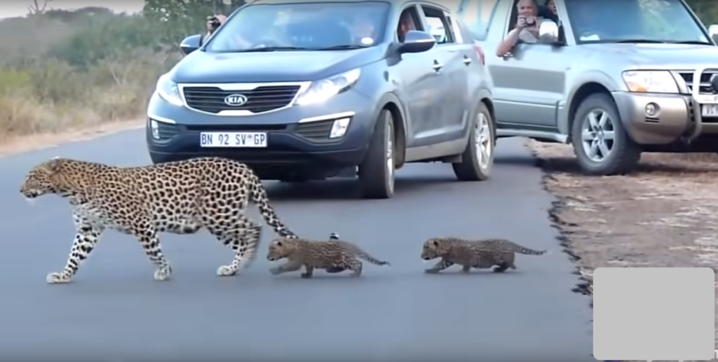 Look at the most adorable leopard family and their traffic jam