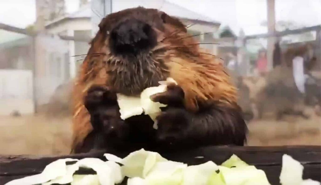 Cute beaver eating cabbage