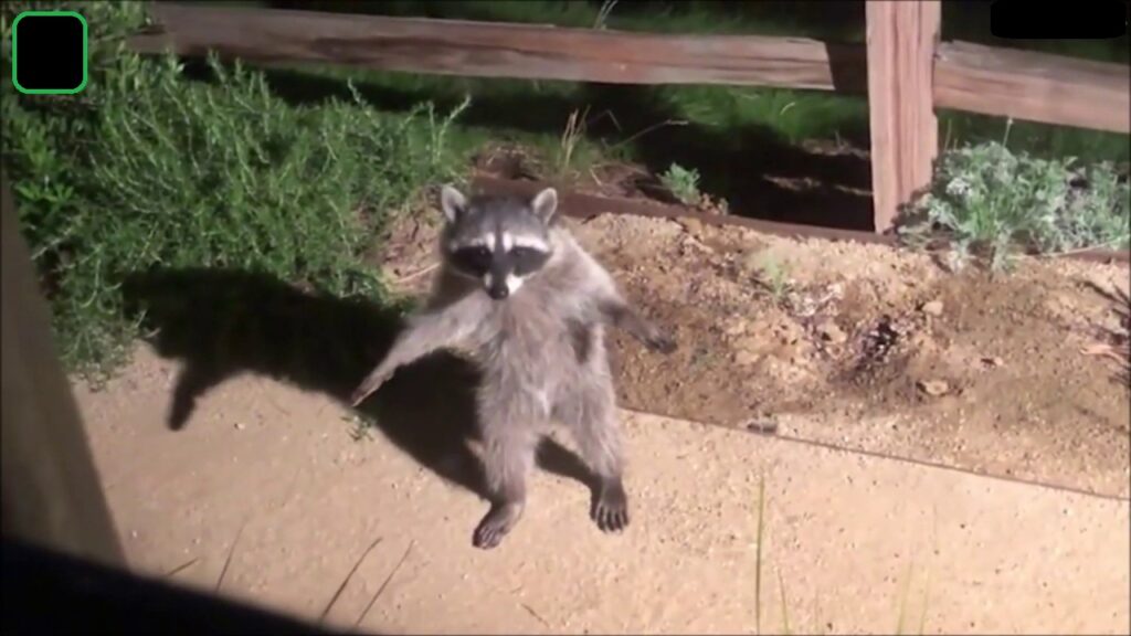 Funny racoon freeze when he sees the camera