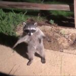 Raccoon Epic Freeze In Front of Camera