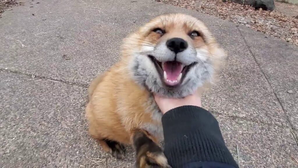 Fox can chat while enjoying a nice scratch