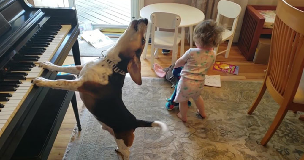 This dog can play the piano and that baby girl can dance like nobody's business