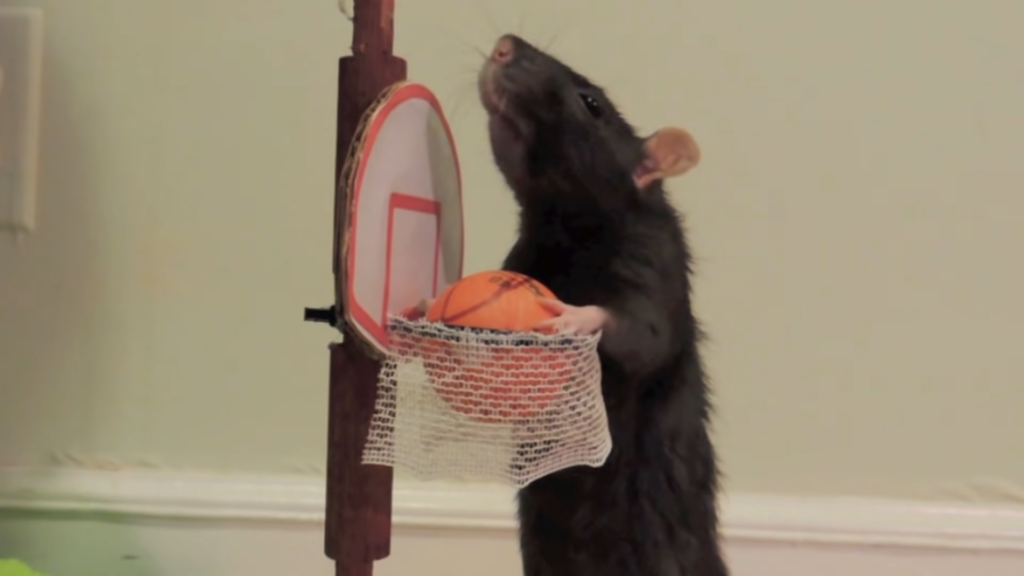 This rat not only brings the woman tissue when she is sneezing but he can play basketball too